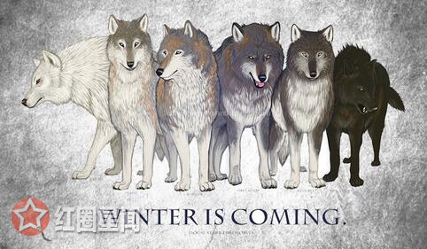 权力的游戏冰原狼活下来几只呢 冰原狼预示的未来竟是这样的_红圈星闻