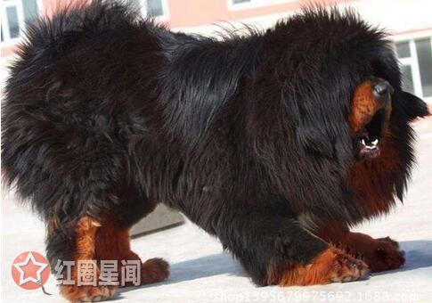 藏獒经济崩盘的原因是什么 藏獒泛滥成灾大狗