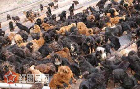 藏獒经济崩盘的原因是什么 藏獒泛滥成灾大狗