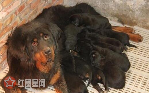 藏獒经济崩盘的原因是什么 藏獒泛滥成灾大狗