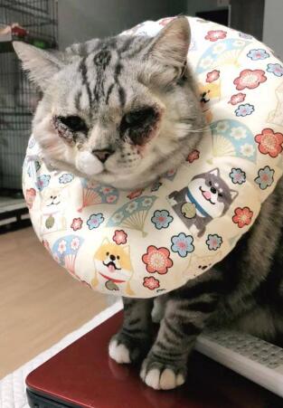 万元给猫割双眼皮怎么回事
