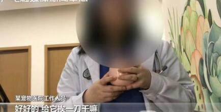 万元给猫割双眼皮怎么回事