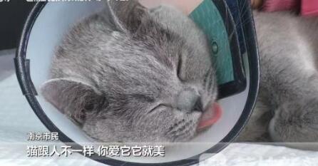 万元给猫割双眼皮怎么回事