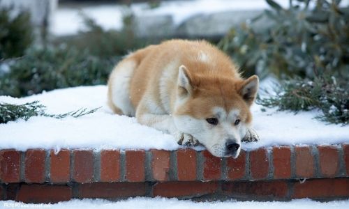 忠犬八公是什么狗