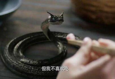 夜华是什么动物