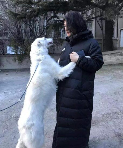 你好之华里面的狗什么品种