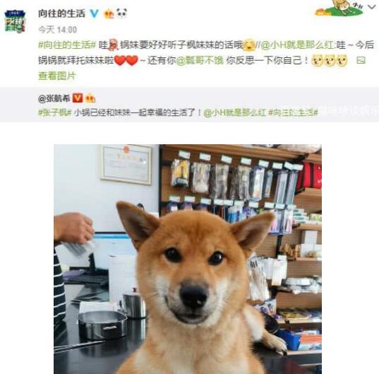 向往的生活锅碗瓢盆领养情况