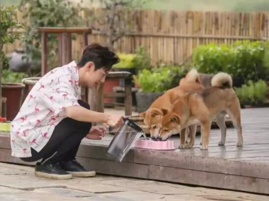 向往的生活锅碗瓢盆领养情况