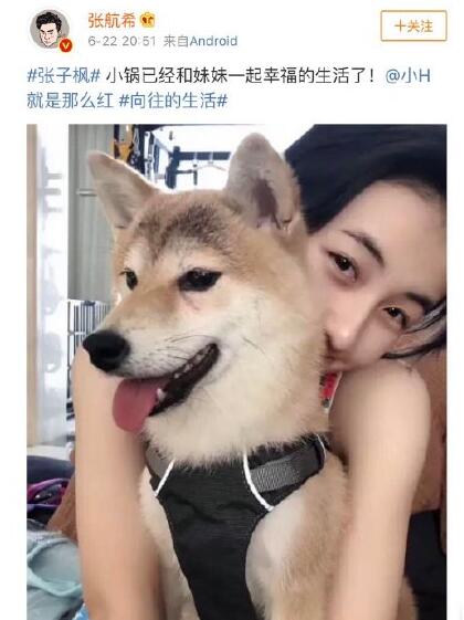 向往的生活锅碗瓢盆领养情况