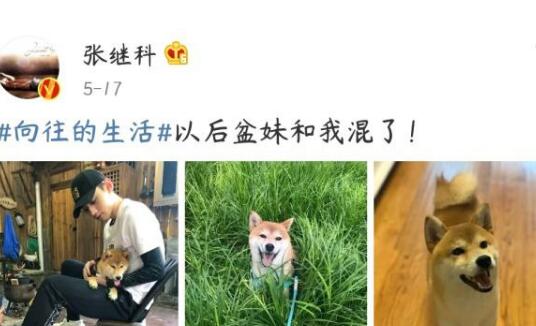 锅碗瓢盆被谁领养了