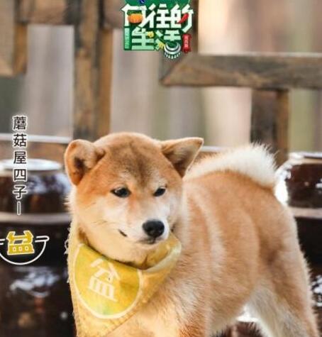 С豻˭