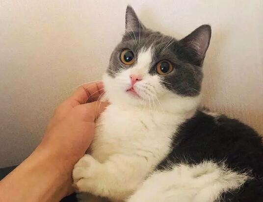 Фսèʲô